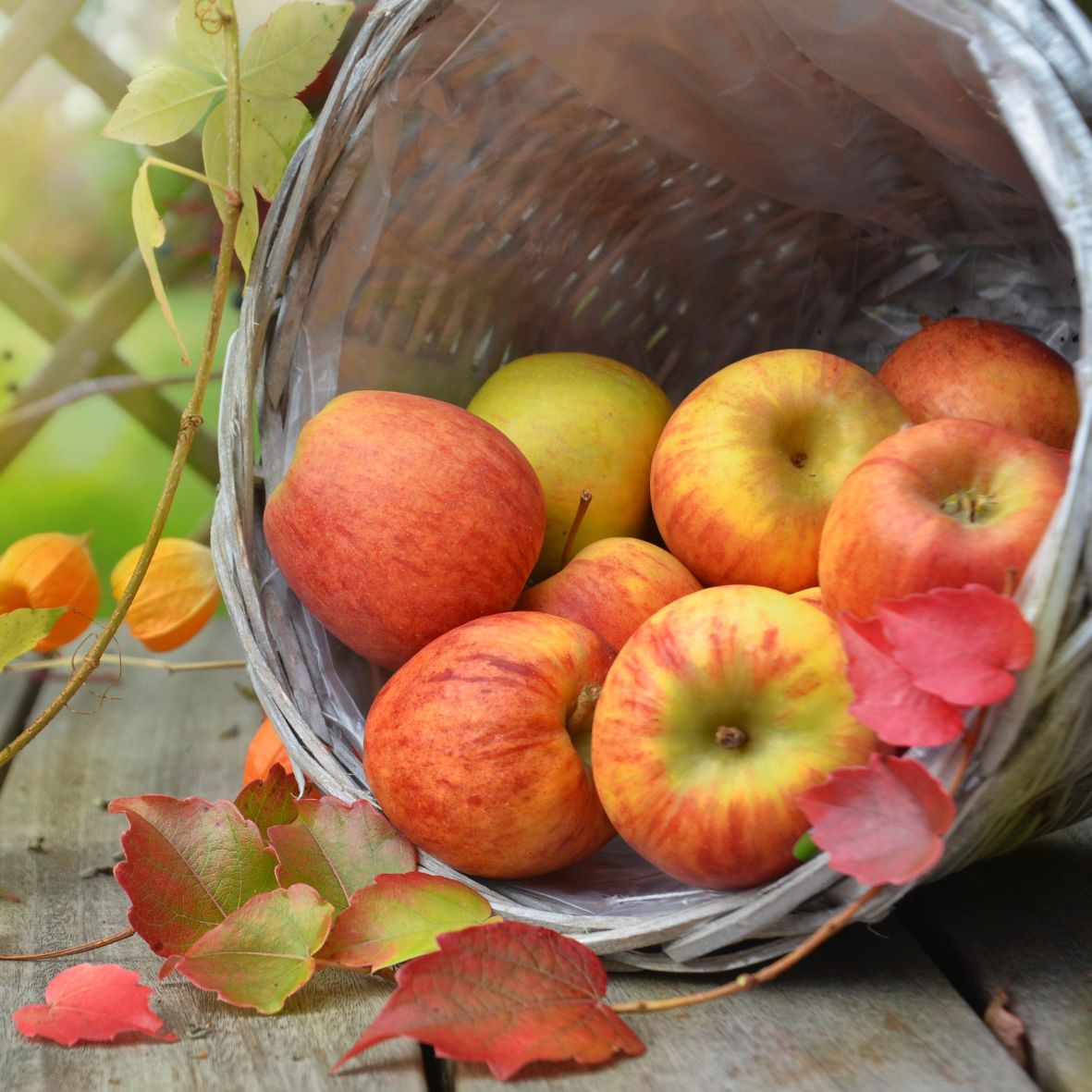 Harvest Apple