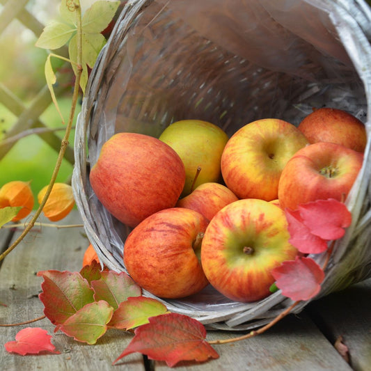 Harvest Apple
